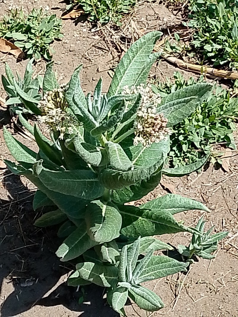Asclepias scheryi photo 6