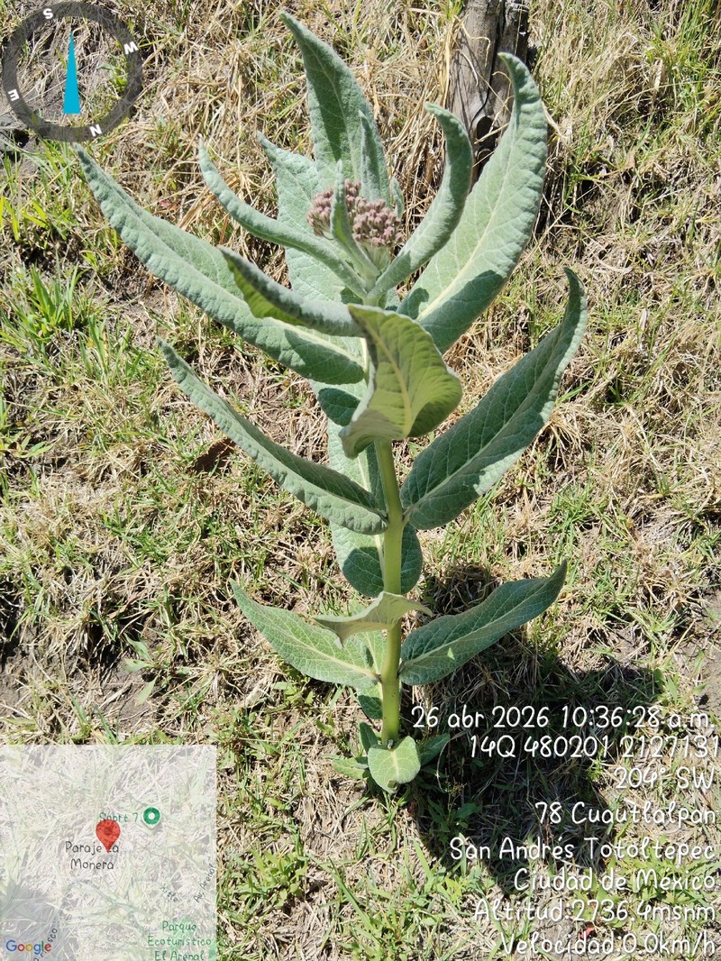 Asclepias scheryi photo 7