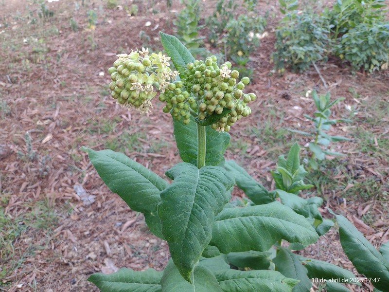 Asclepias scheryi photo 8