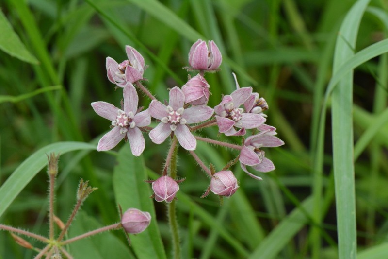 Asclepias schumanniana