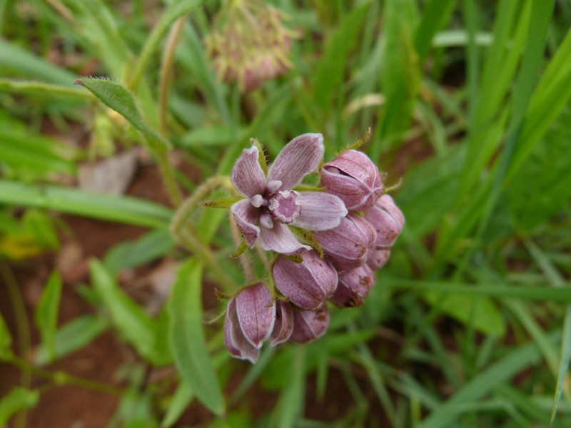 Asclepias schumanniana photo 2