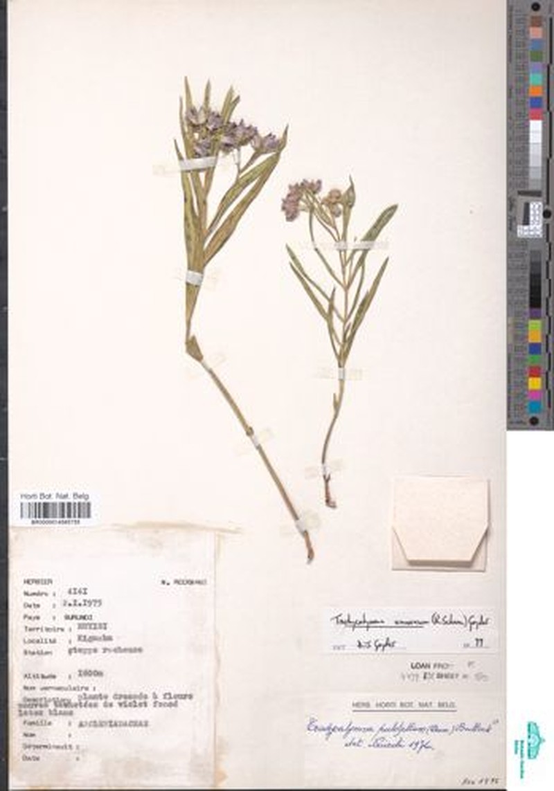 Asclepias schumanniana photo 3