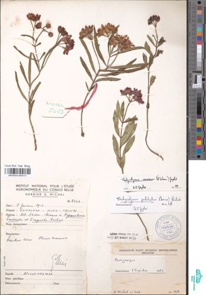 Asclepias schumanniana photo 4