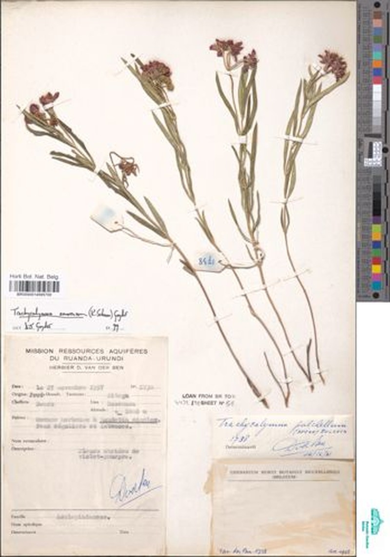 Asclepias schumanniana photo 5