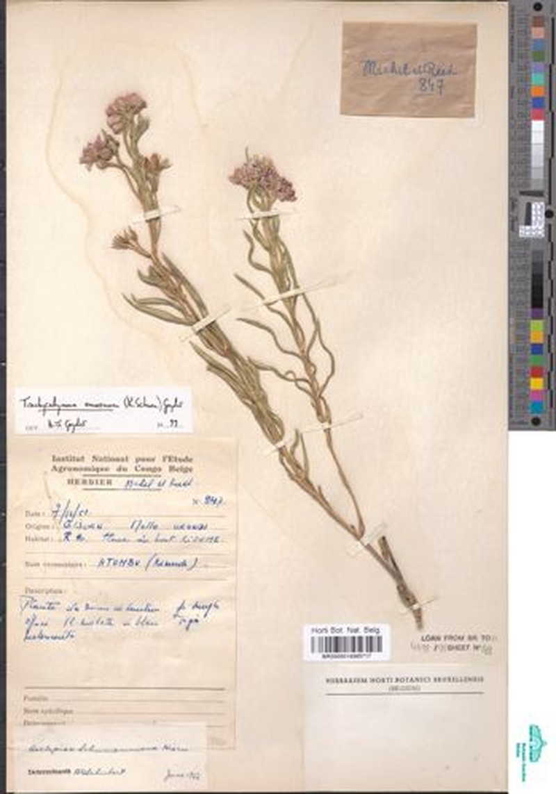 Asclepias schumanniana photo 8