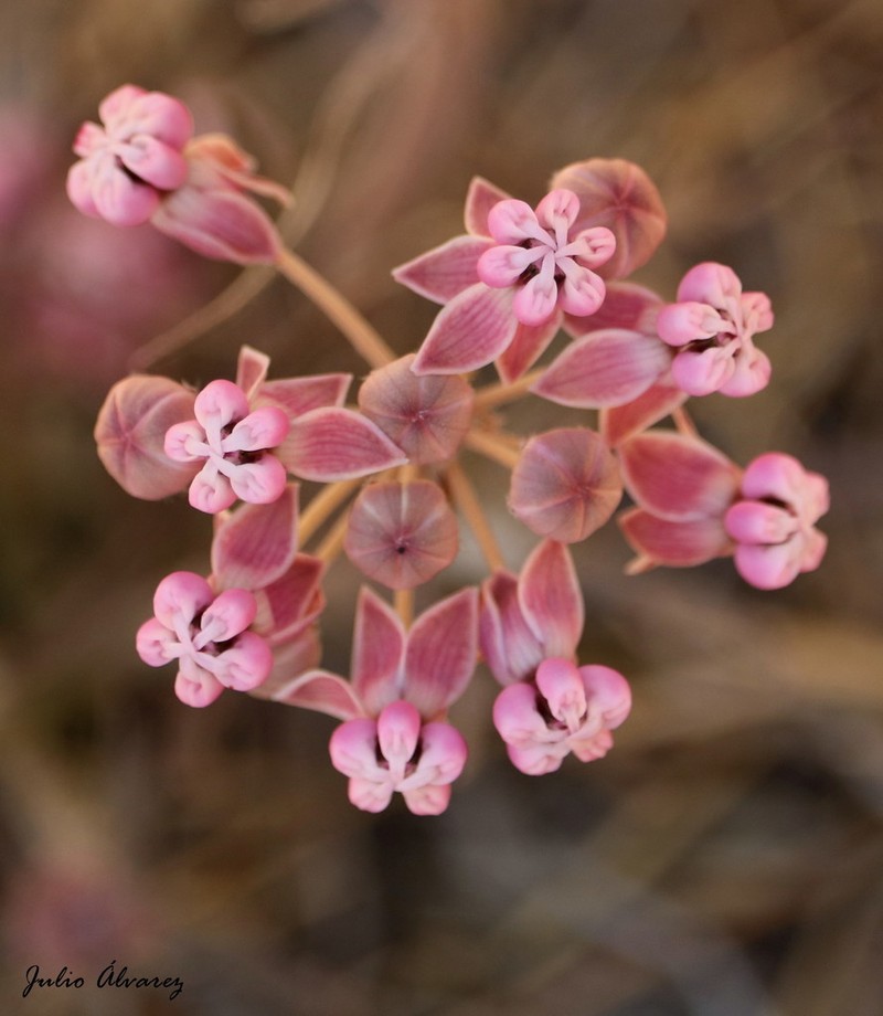 Asclepias senecionifolia