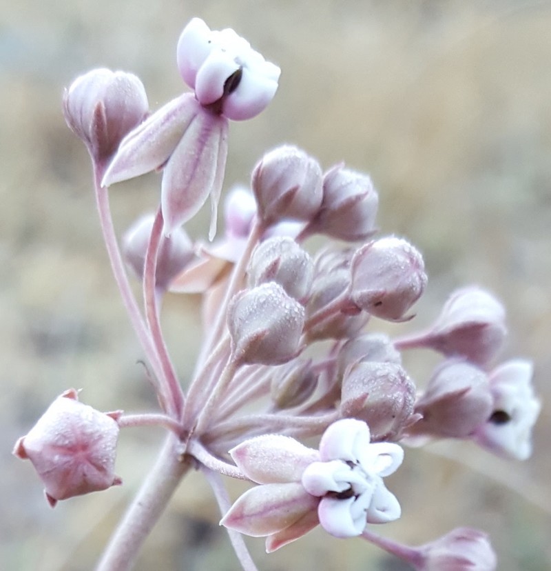 Asclepias senecionifolia photo 2