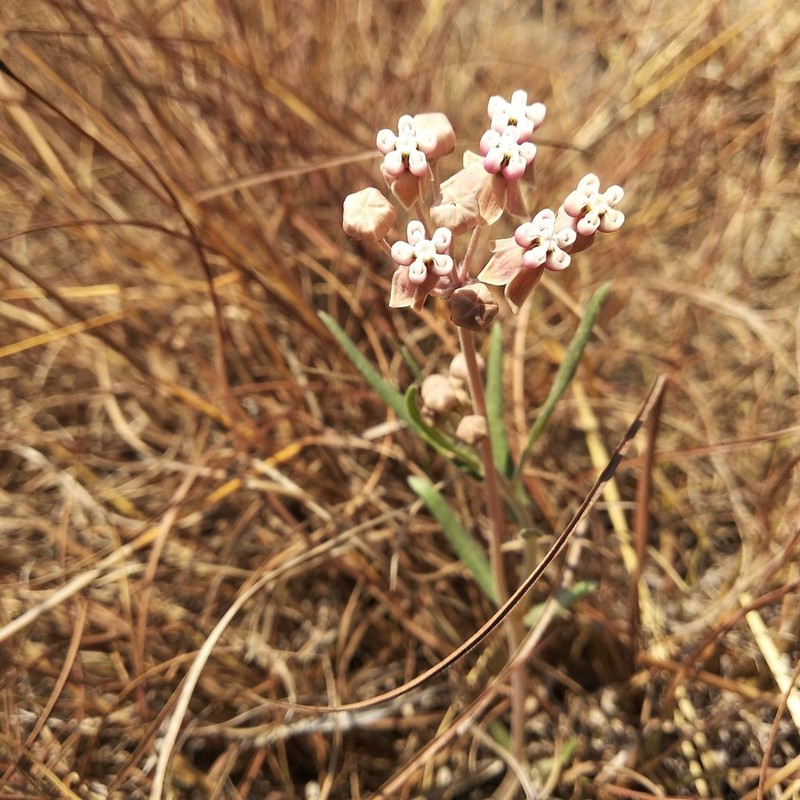 Asclepias senecionifolia photo 3