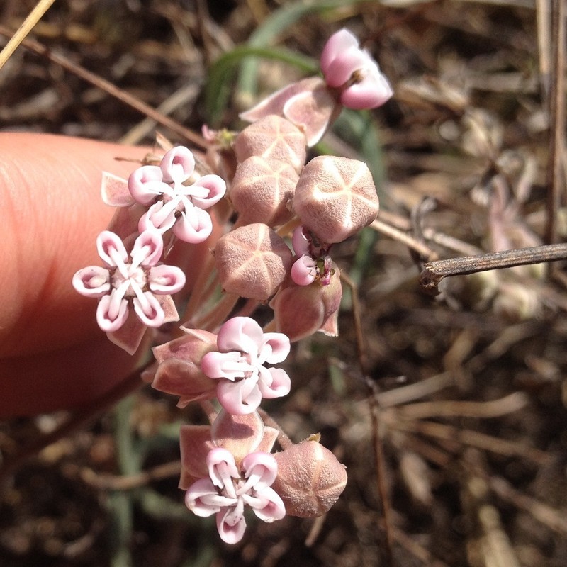 Asclepias senecionifolia photo 4