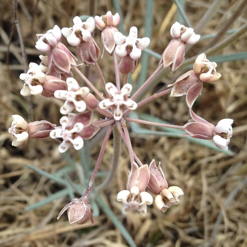 Asclepias senecionifolia photo 5