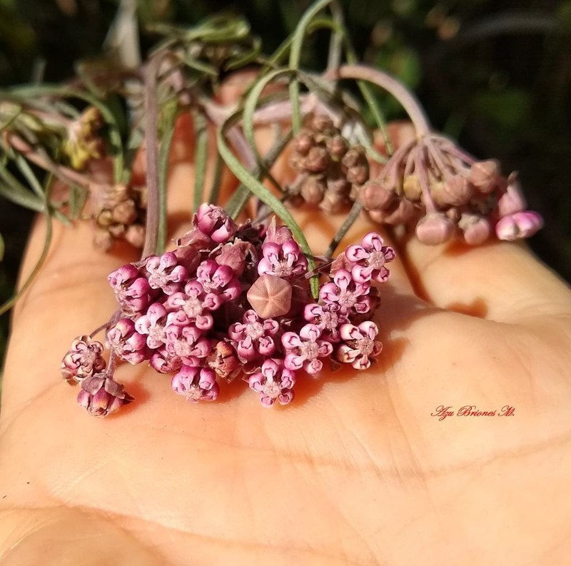 Asclepias senecionifolia photo 6