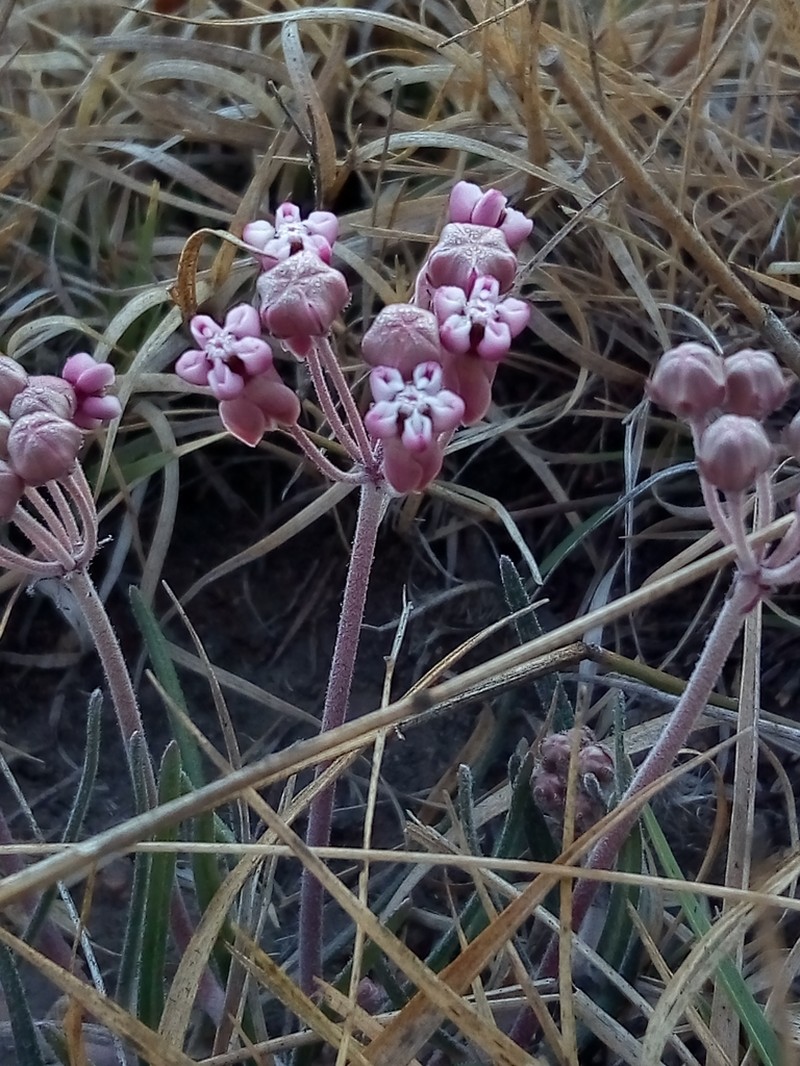 Asclepias senecionifolia photo 7