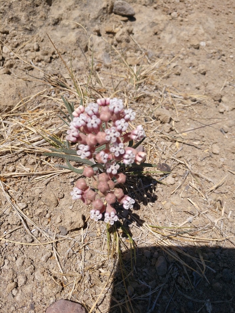 Asclepias senecionifolia photo 8