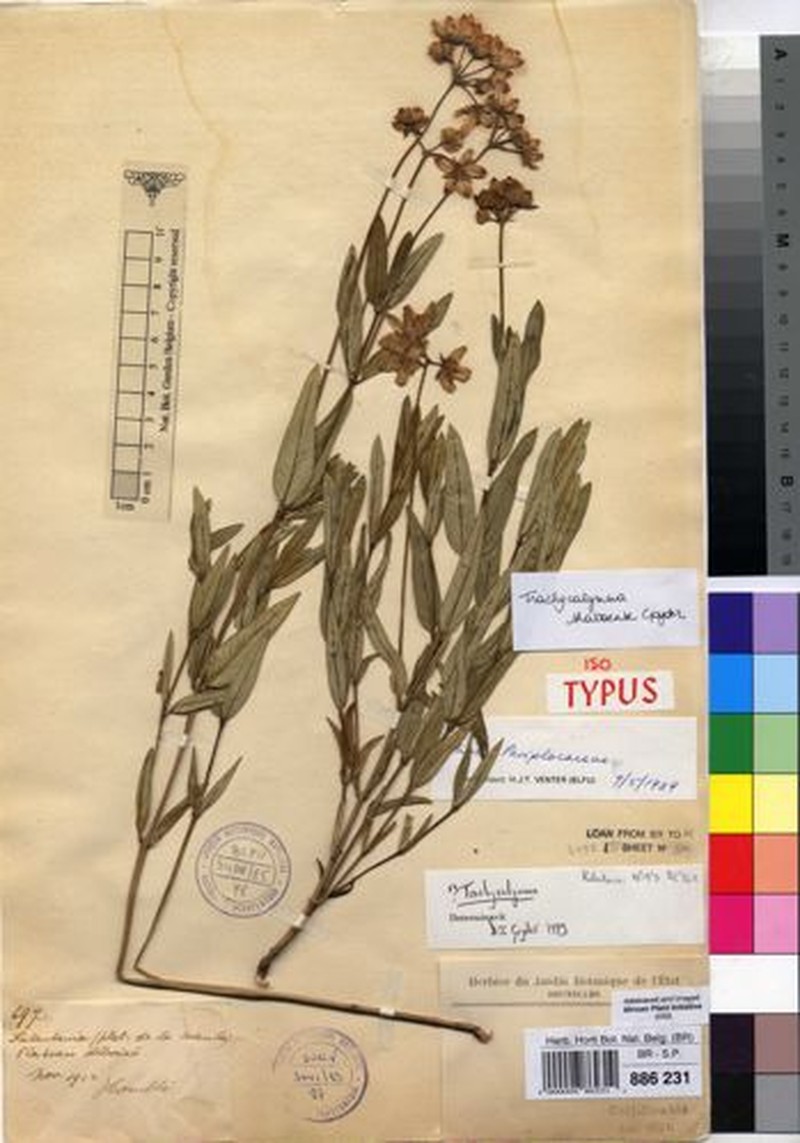 Asclepias shabaensis
