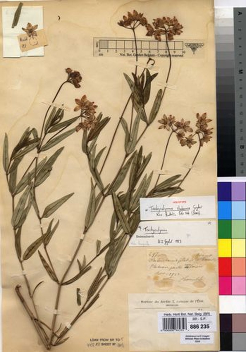 Asclepias shabaensis photo 2