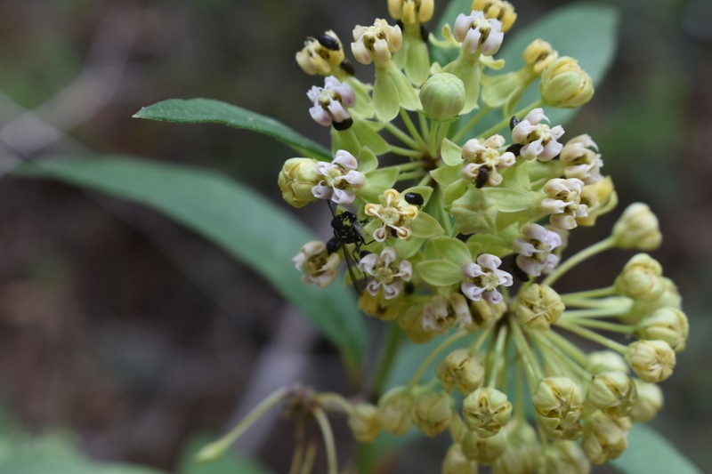 Asclepias similis