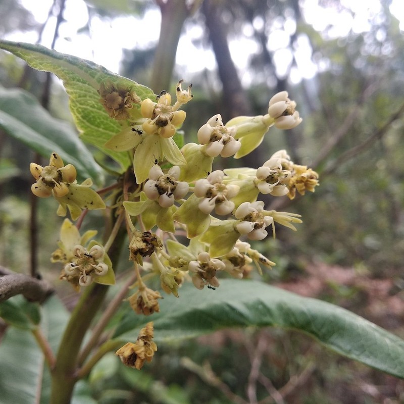 Asclepias similis photo 2