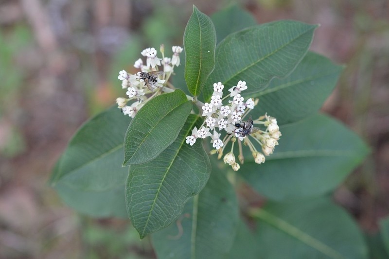 Asclepias similis photo 3