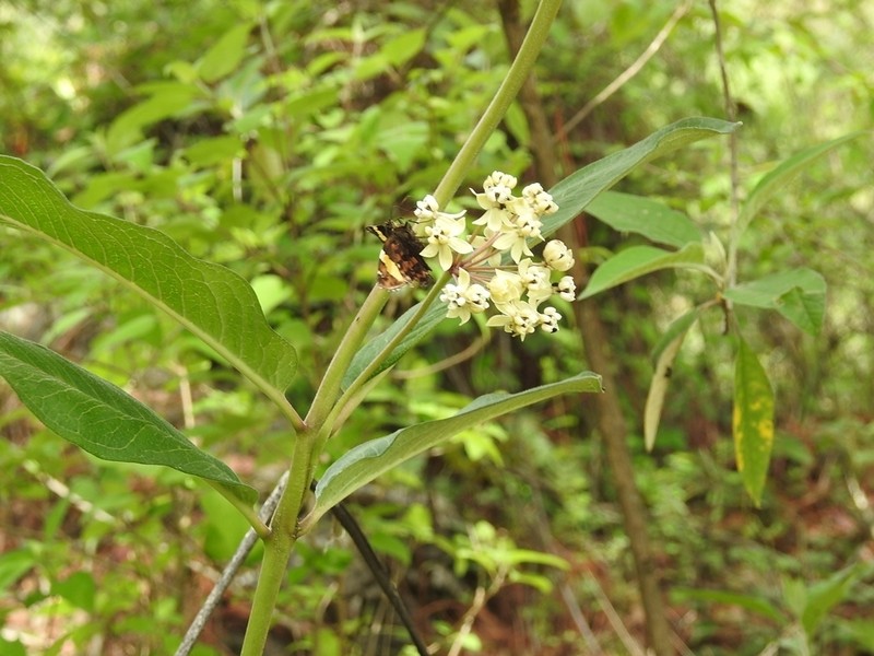 Asclepias similis photo 4