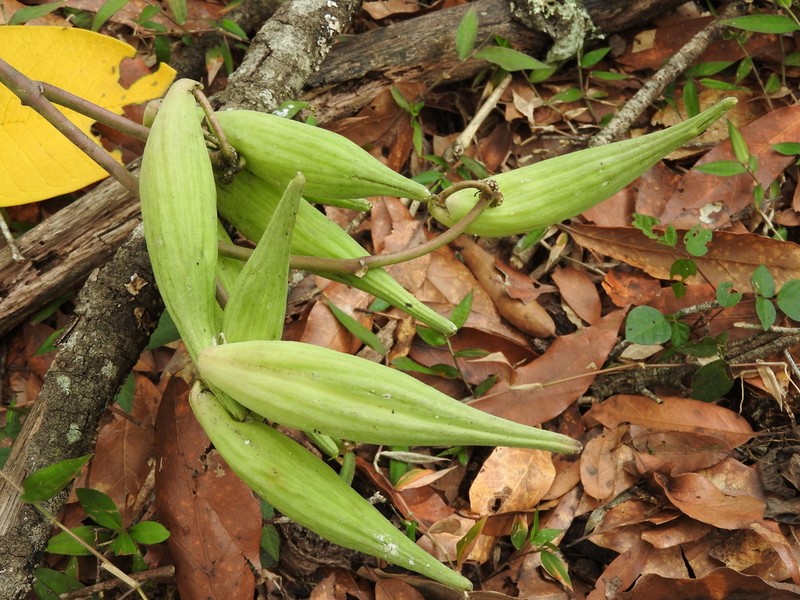 Asclepias similis photo 5