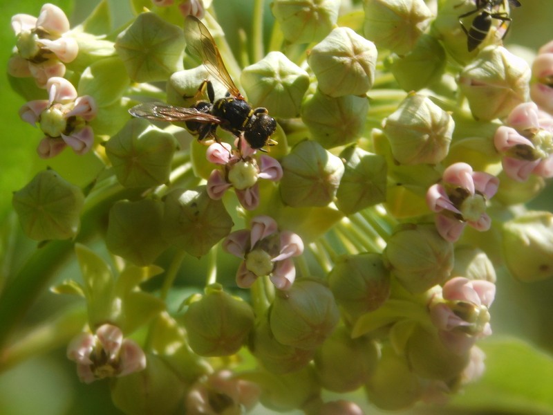 Asclepias similis photo 6