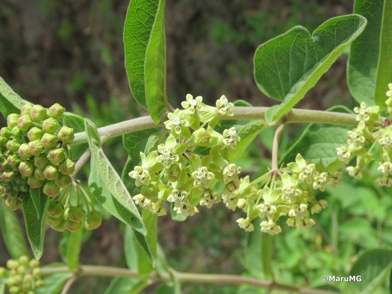 Asclepias similis photo 7