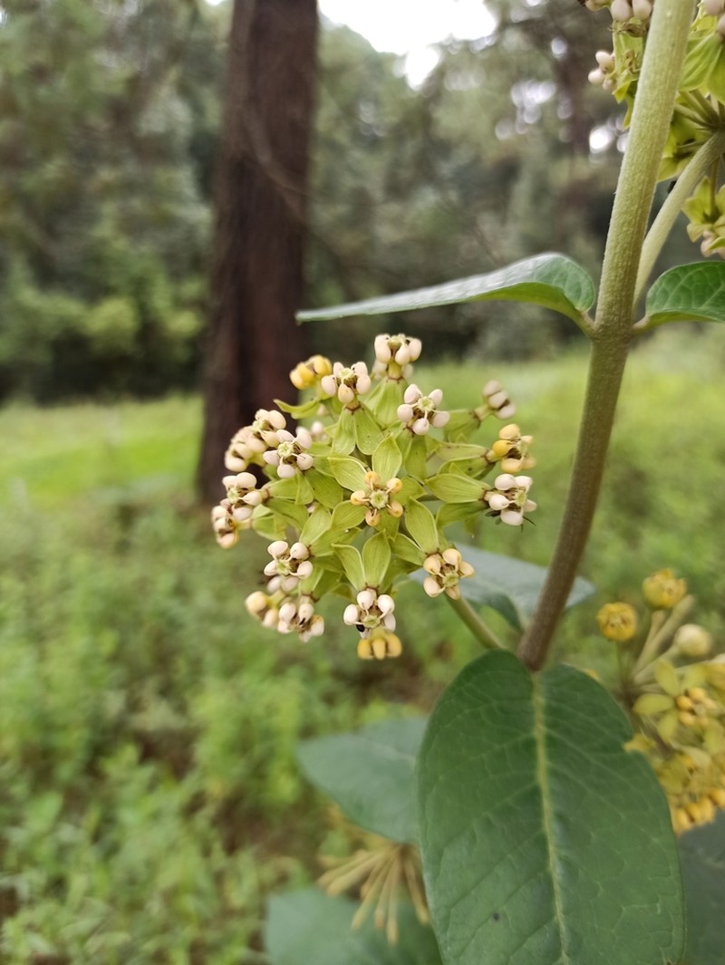 Asclepias similis photo 8