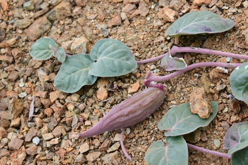 Serpentine Milkweed photo 2