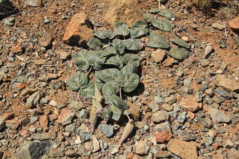 Serpentine Milkweed photo 3