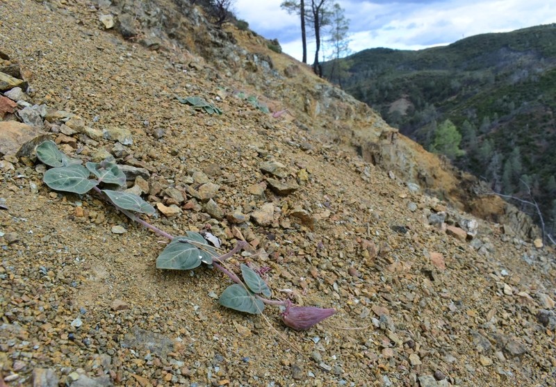 Serpentine Milkweed photo 4
