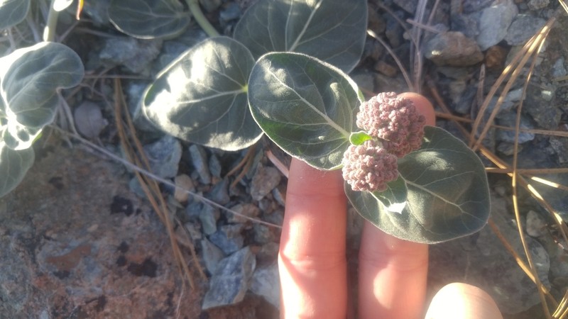 Serpentine Milkweed photo 5