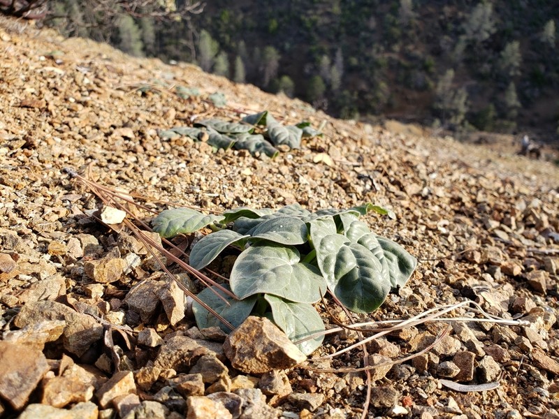 Serpentine Milkweed photo 6