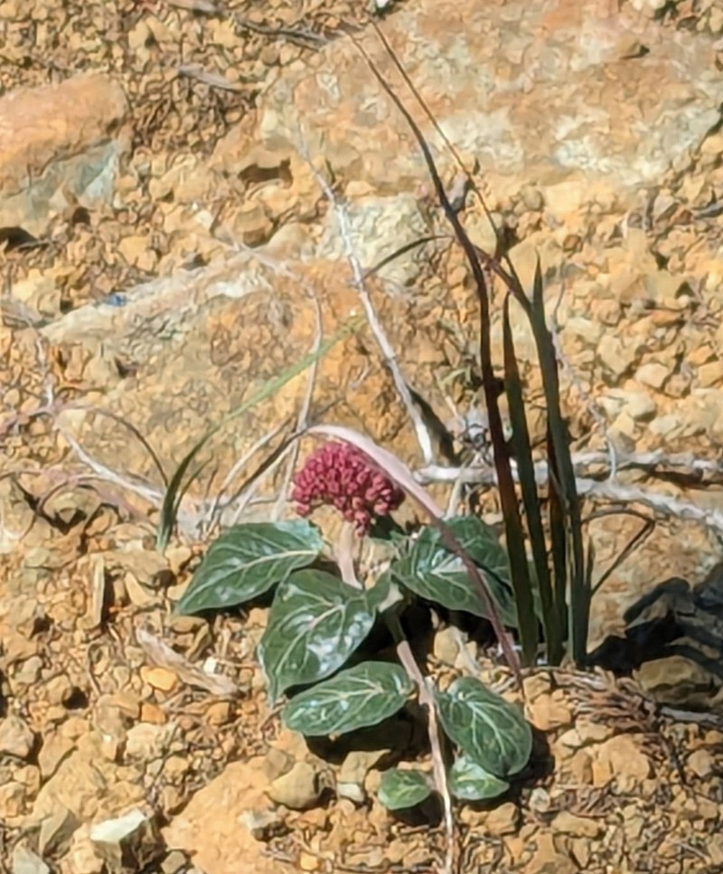 Serpentine Milkweed photo 7