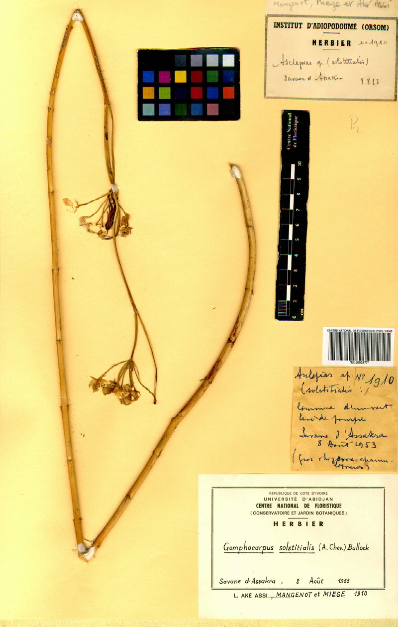 Asclepias solstitialis