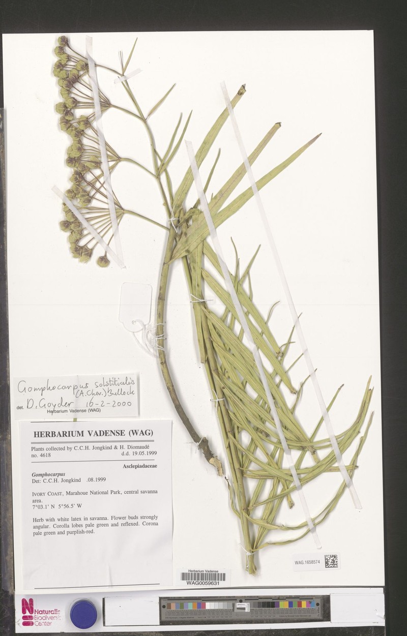 Asclepias solstitialis photo 2