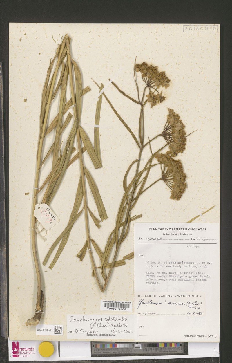 Asclepias solstitialis photo 4