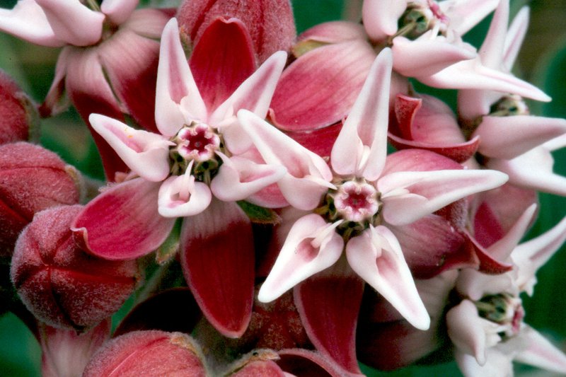 Showy Milkweed photo 2