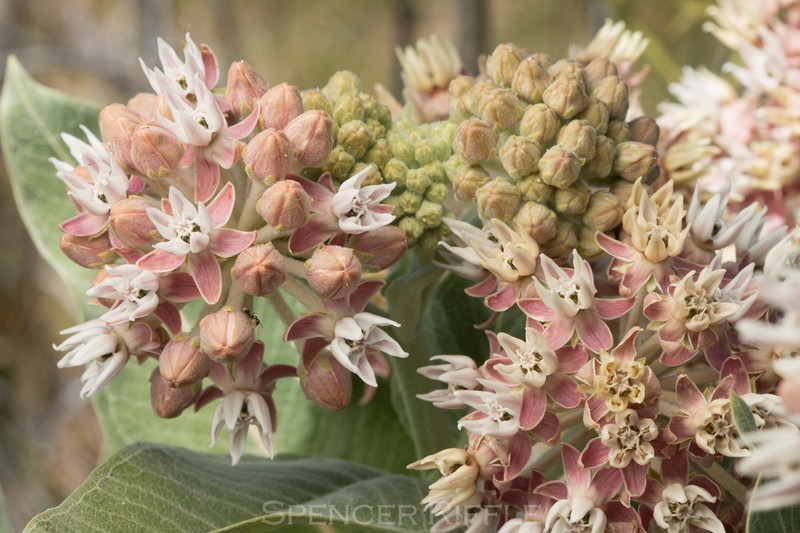 Showy Milkweed photo 3