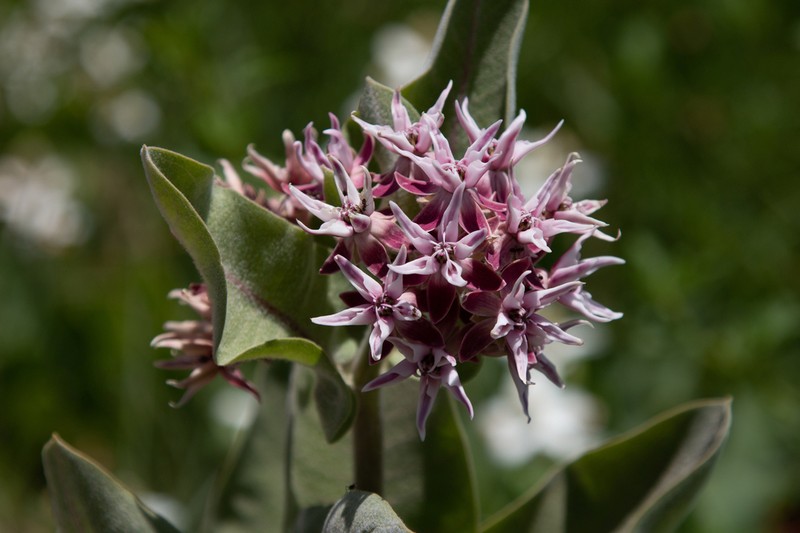 Showy Milkweed photo 4