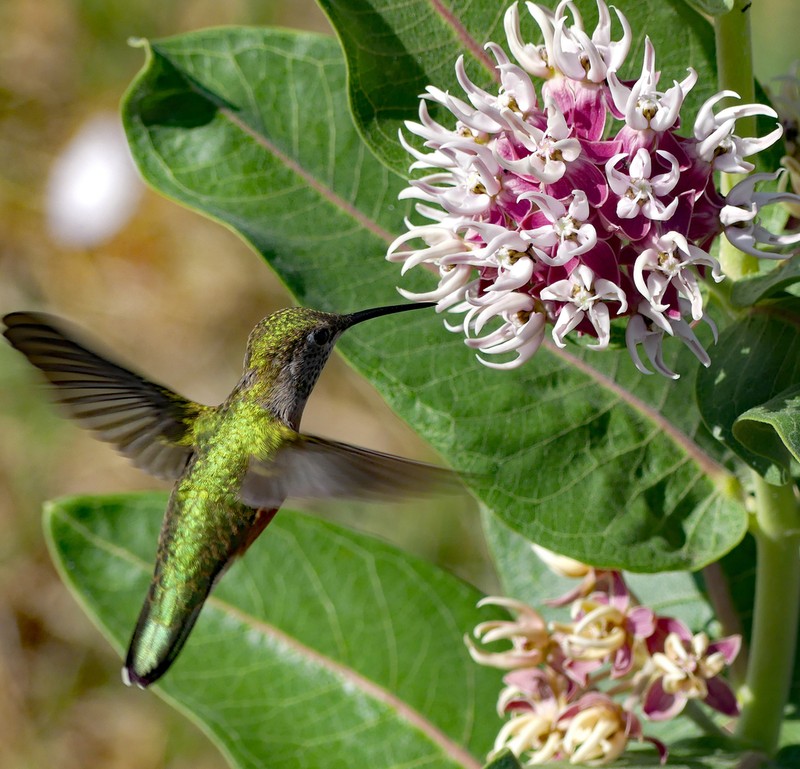 Showy Milkweed photo 6
