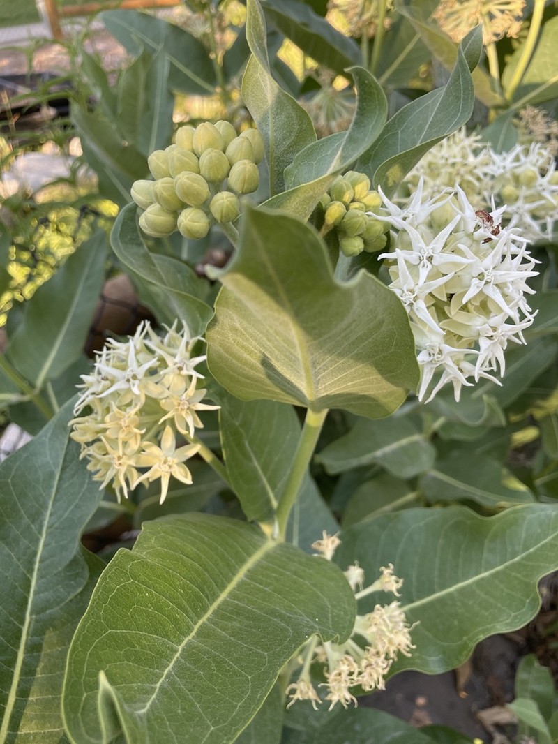 Showy Milkweed photo 7