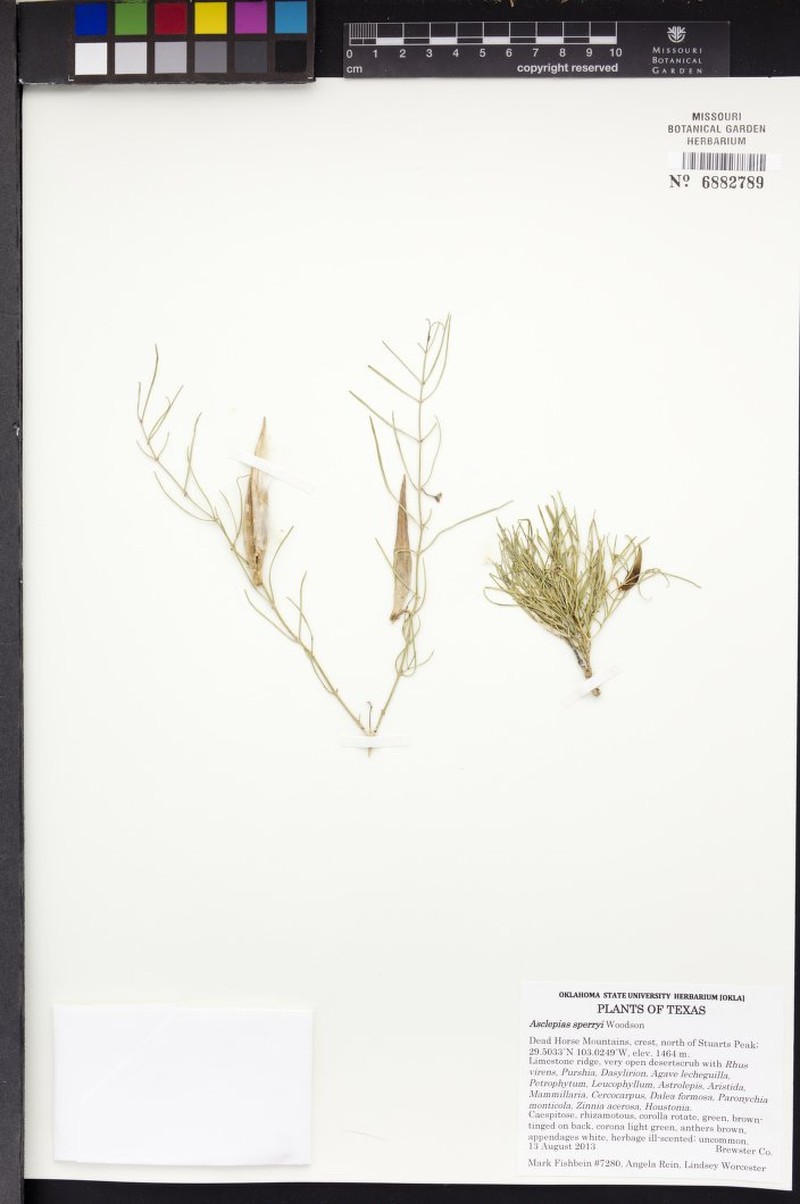 Sperry's Milkweed photo 5