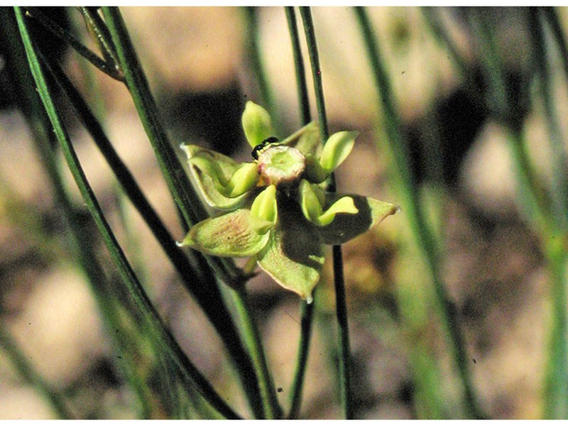 Sperry's Milkweed