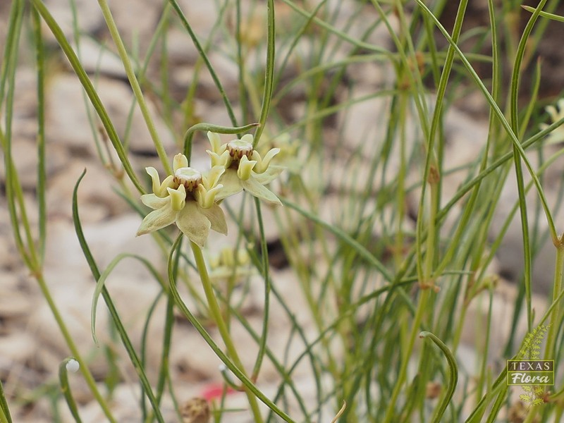 Sperry's Milkweed photo 3