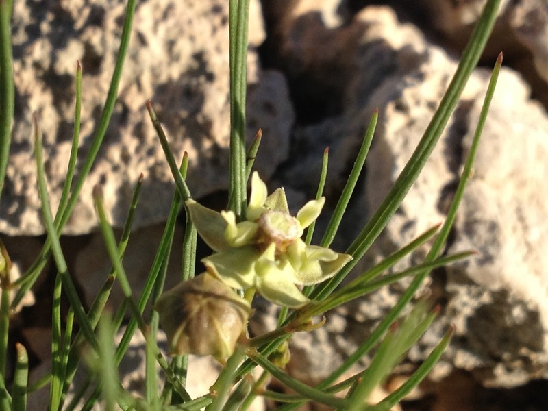 Sperry's Milkweed photo 4