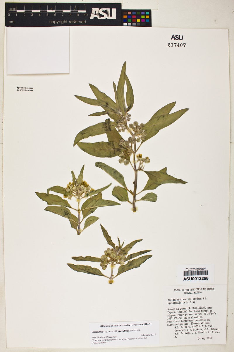 Asclepias standleyi