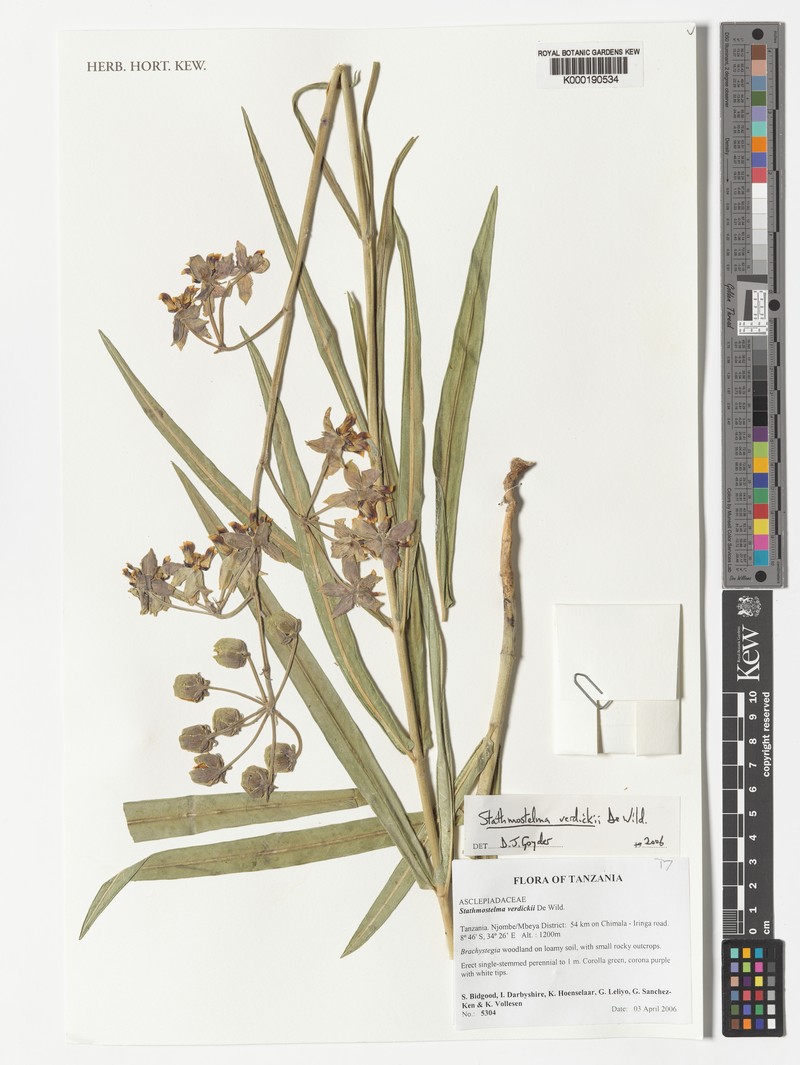 Asclepias stathmostelmoides
