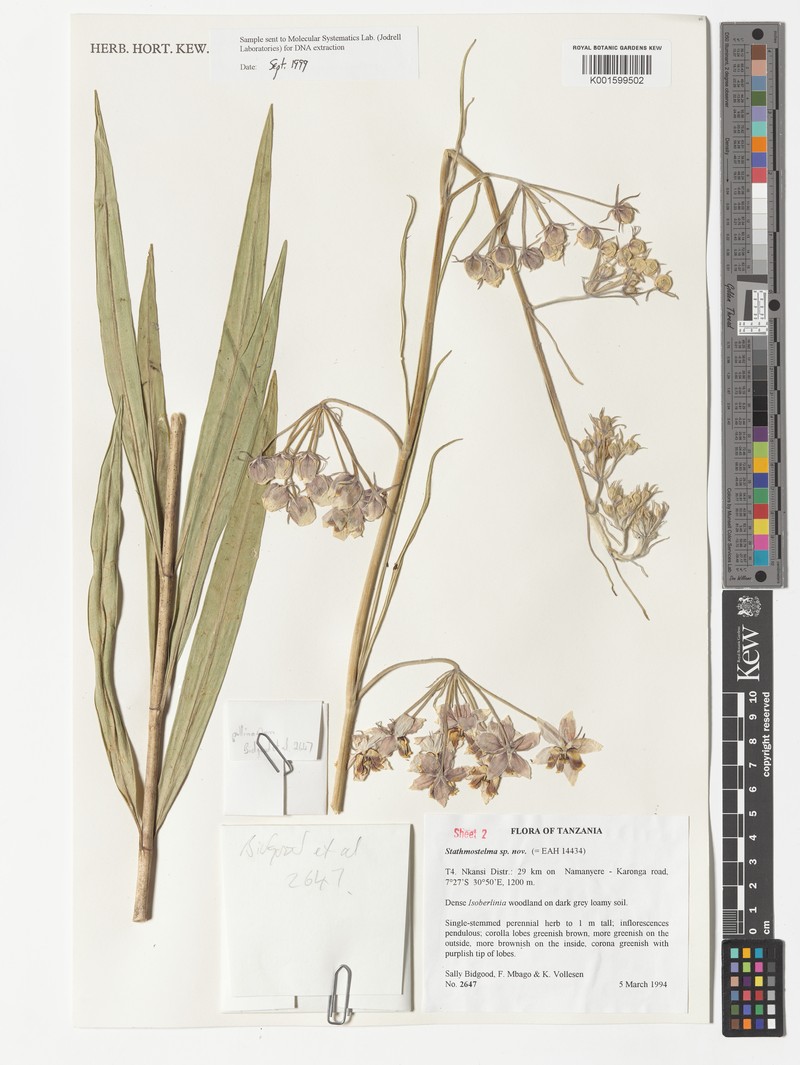 Asclepias stathmostelmoides photo 2