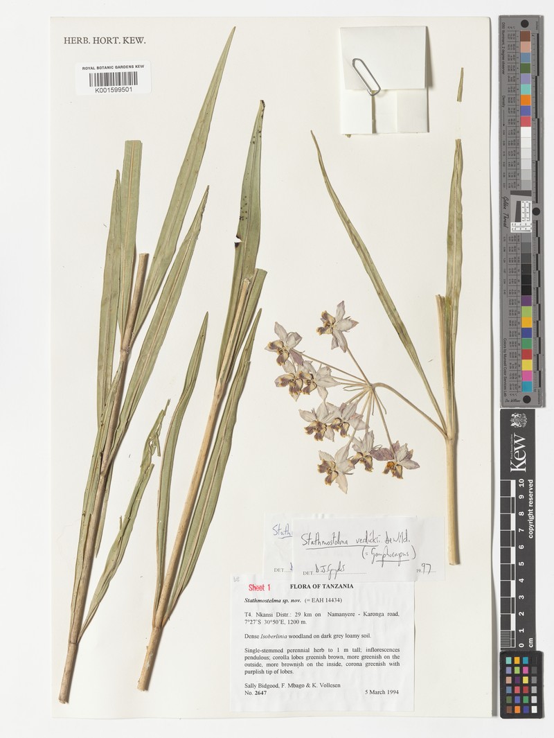 Asclepias stathmostelmoides photo 3
