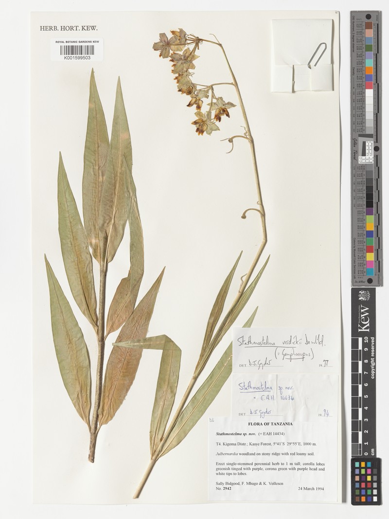 Asclepias stathmostelmoides photo 4